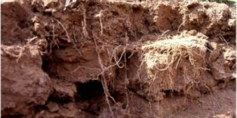 Jaké zelené hnojení je lepší zasít na podzim do půdy